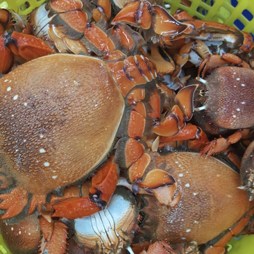 泰国龙蟹，澳大利亚老虎蟹扳手蟹，鲜活直达国内！