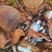 泰国龙蟹，澳大利亚老虎蟹扳手蟹，鲜活直达国内！