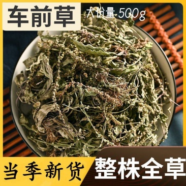 野生车前草车车菜清火贵州中药材药食皆可