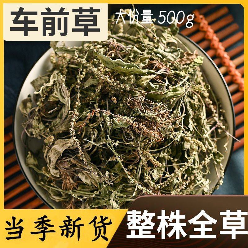 野生车前草车车菜清火贵州中药材药食皆可