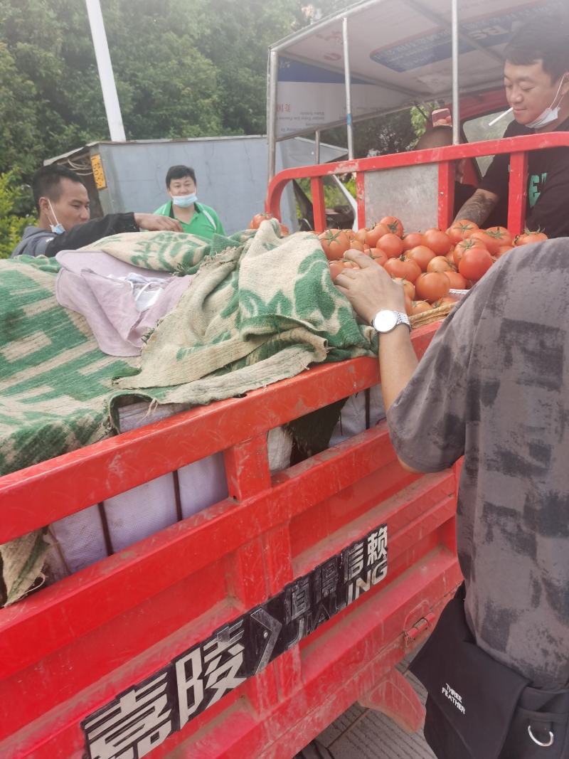 精品大红西红柿陆续上市