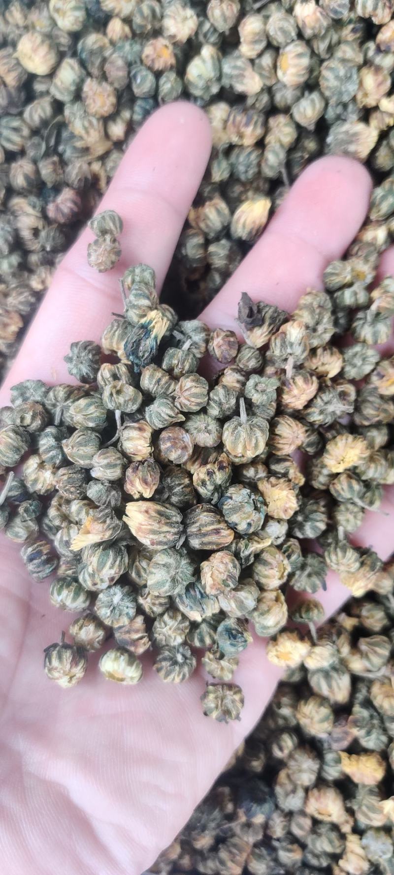胎菊，胎菊米，新货胎菊，颜色好，干度好请直接电话联系