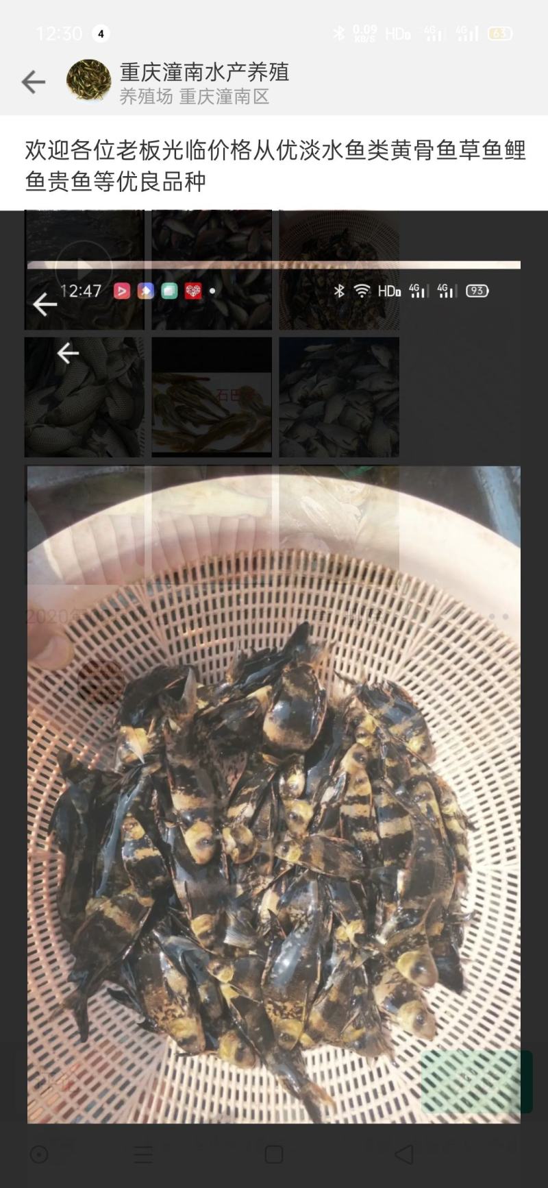 大口鱼连苗，重庆潼南淡水养殖场欢迎各位老板光临