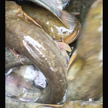 成品鲢鱼重庆潼南淡水养殖场欢迎各位老板光临