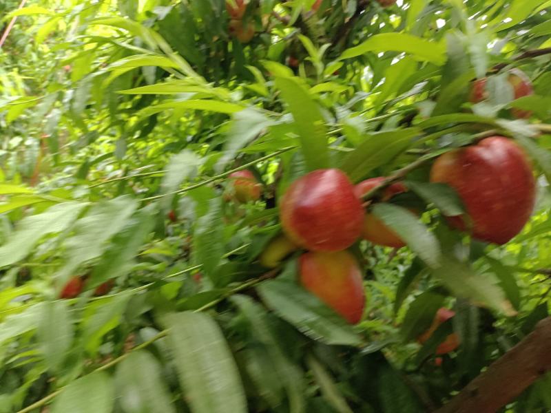 山西。省运城市。高原中油油桃上市了
