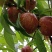 山西。省运城市。高原中油油桃上市了