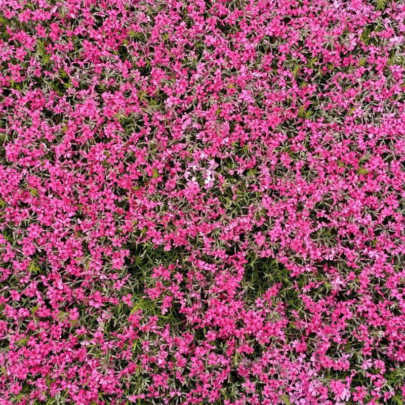 花卉用苗芝樱花小苗，坤盛花卉基地大量现货