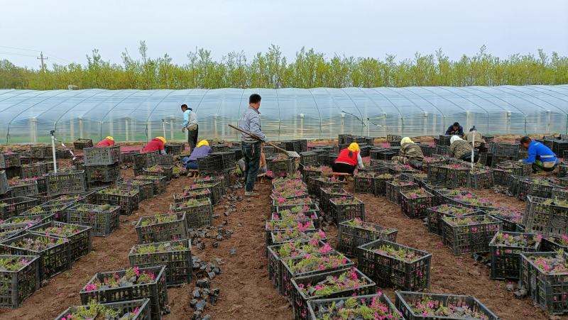花卉用苗芝樱花小苗，坤盛花卉基地大量现货