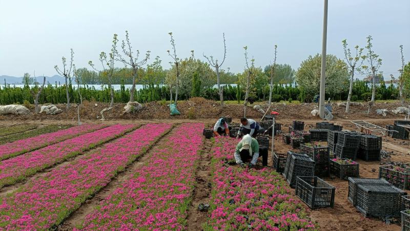 花卉用苗芝樱花小苗，坤盛花卉基地大量现货