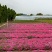 花卉用苗芝樱花小苗，坤盛花卉基地大量现货
