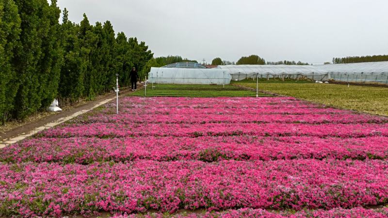 花卉用苗芝樱花小苗，坤盛花卉基地大量现货