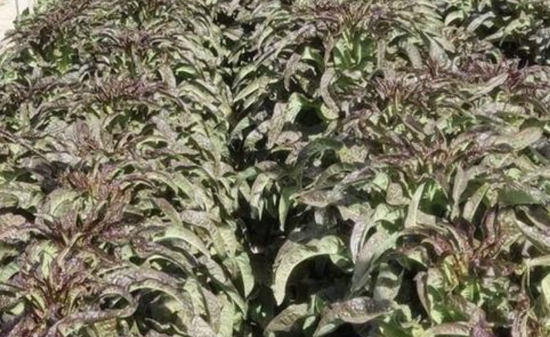红叶香莴苣特写高清图：一株完整成熟植株，叶片呈放射状舒展，外层叶片深紫红带青铜晕染，内层嫩叶呈玫瑰粉红，叶缘轻度波浪卷曲，叶面光滑油亮，带有细密水珠，背景为浅灰亚麻布纹理，自然柔光拍摄
