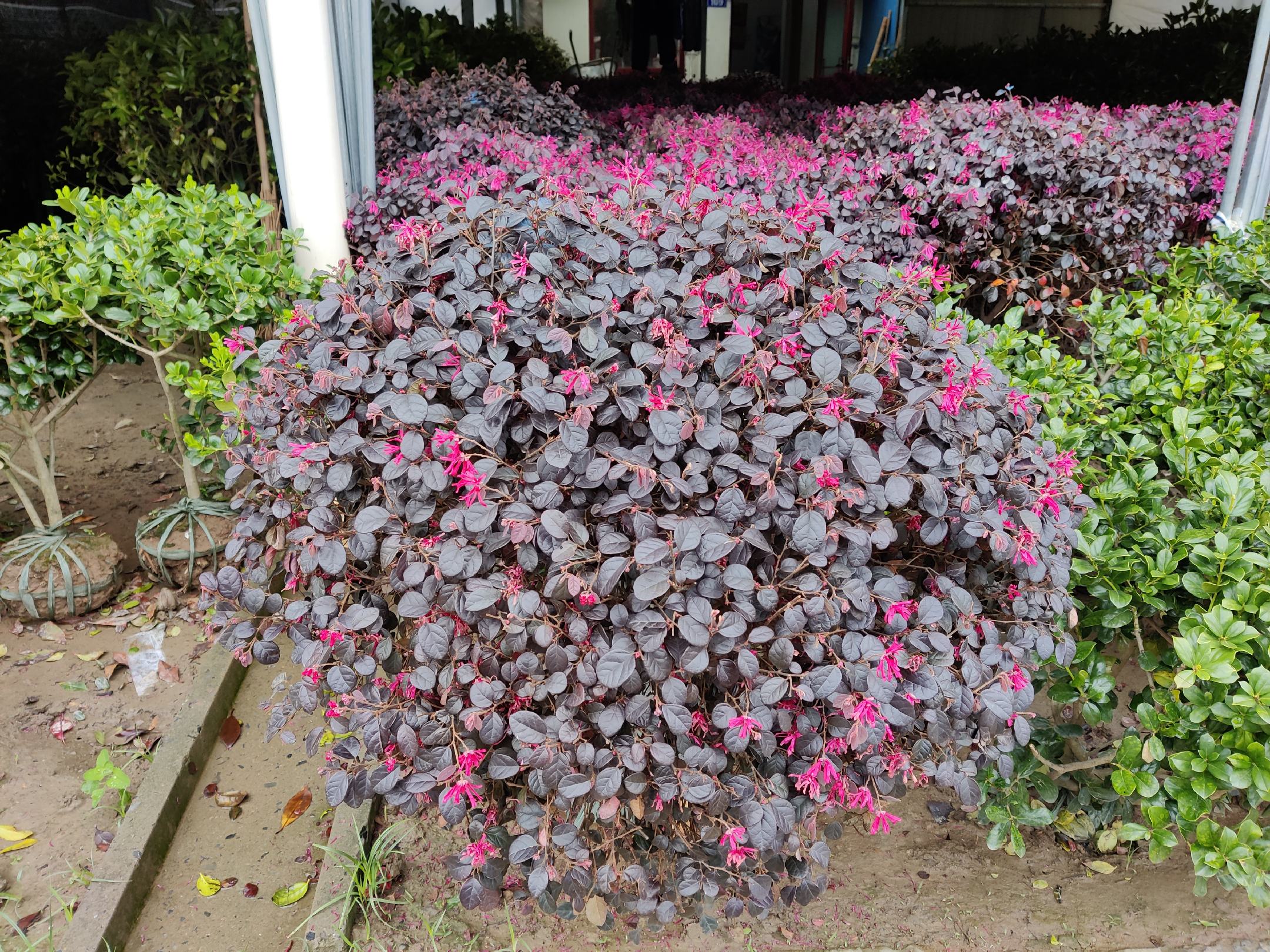 红叶石楠盛开的白色花朵