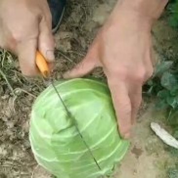 尖包甘蓝