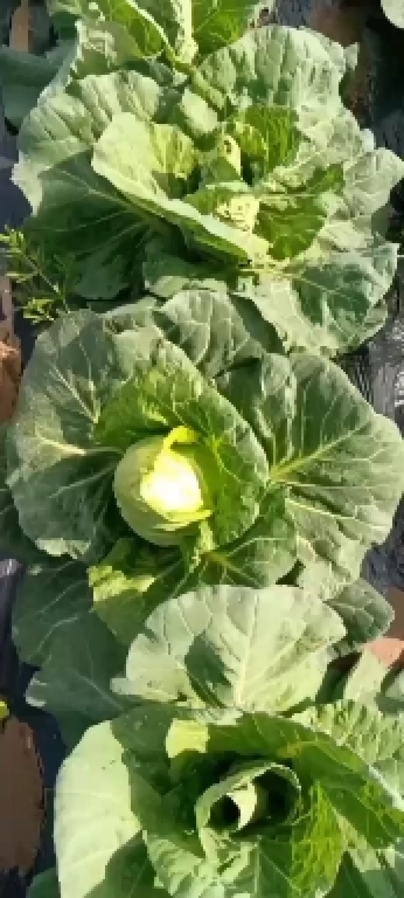 尖包甘蓝