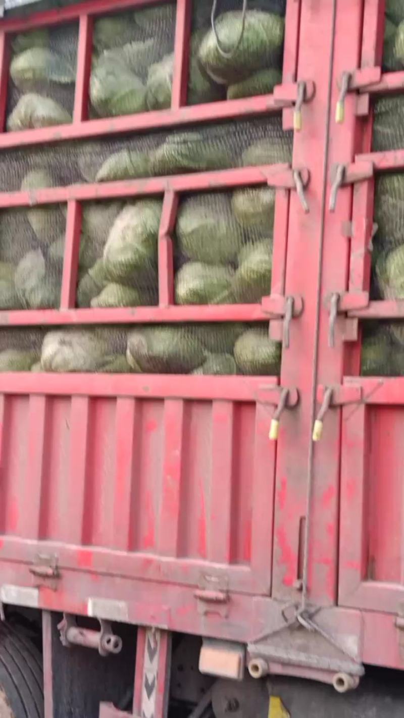 尖包甘蓝