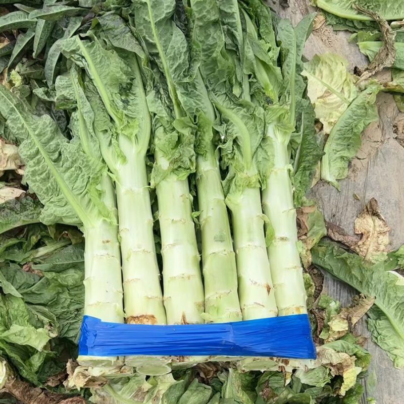 【莴苣】精品红香叶莴苣产地直销可视频看货全国发货