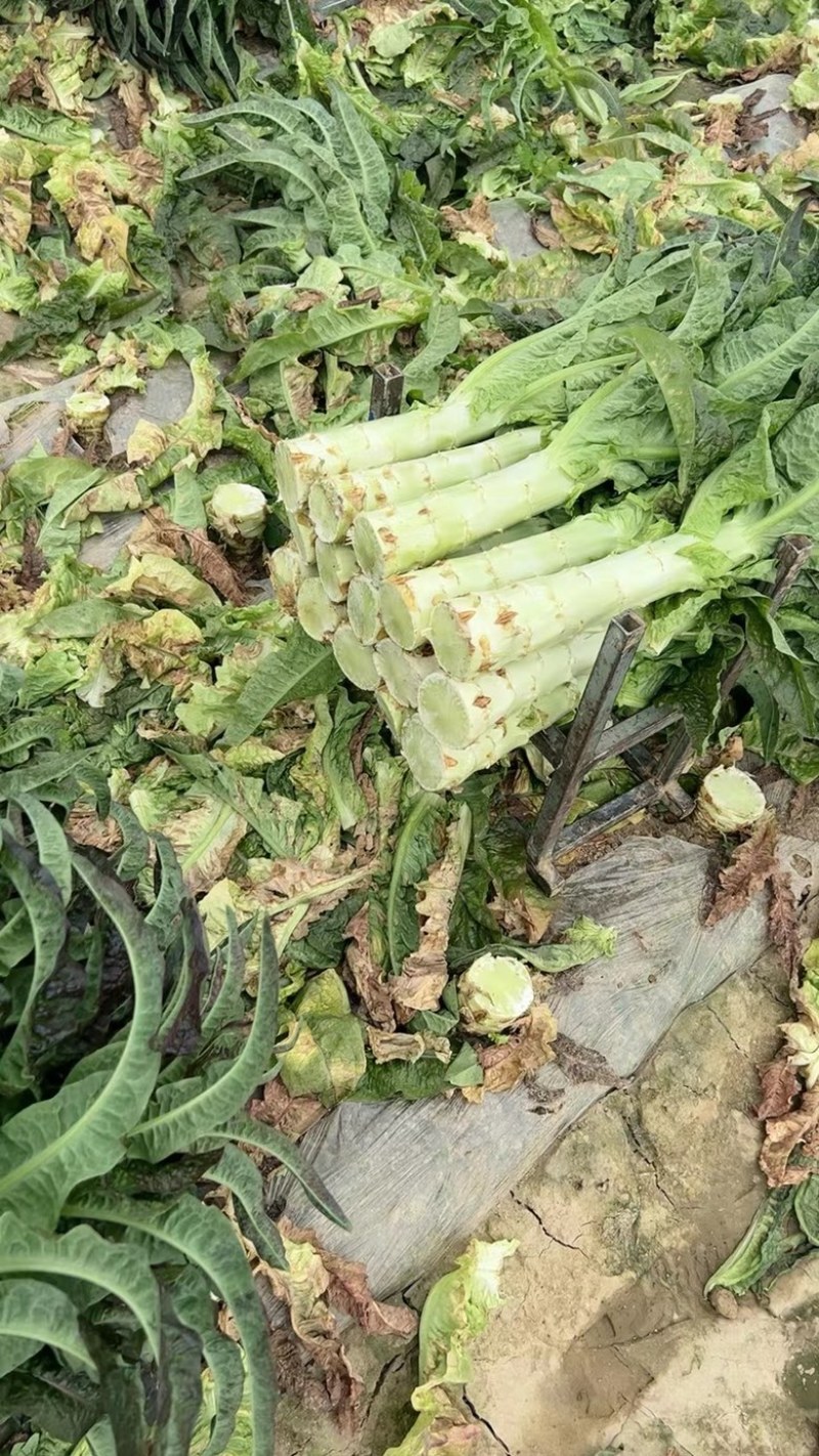 【莴苣】精品红香叶莴苣产地直销可视频看货全国发货