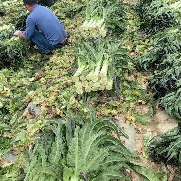 【莴苣】精品红香叶莴苣产地直销可视频看货全国发货