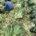 【莴苣】精品红香叶莴苣产地直销可视频看货全国发货
