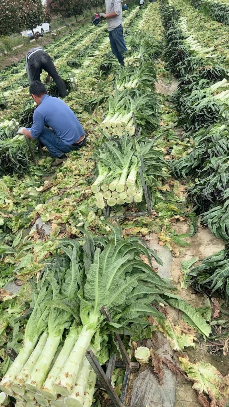 【莴苣】精品红香叶莴苣产地直销可视频看货全国发货