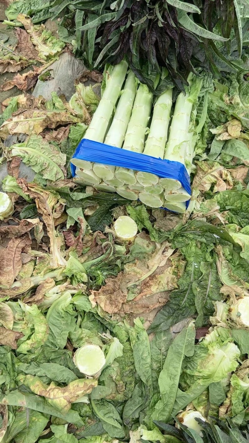 【莴苣】精品红香叶莴苣产地直销可视频看货全国发货