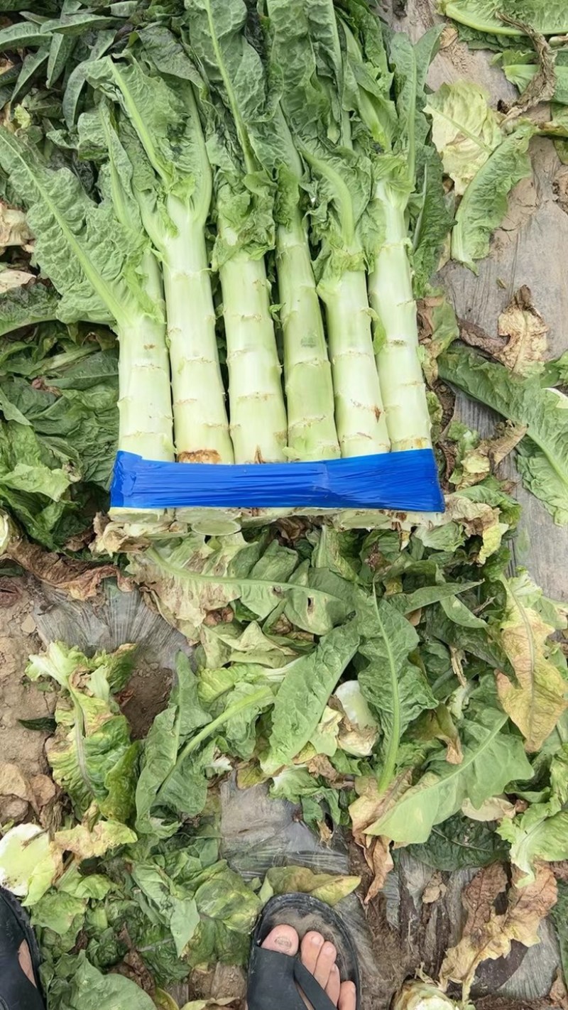 【莴苣】精品红香叶莴苣产地直销可视频看货全国发货