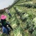 【莴苣】精品红香叶莴苣产地直销可视频看货全国发货