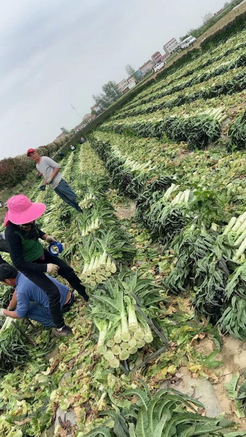 【莴苣】精品红香叶莴苣产地直销可视频看货全国发货