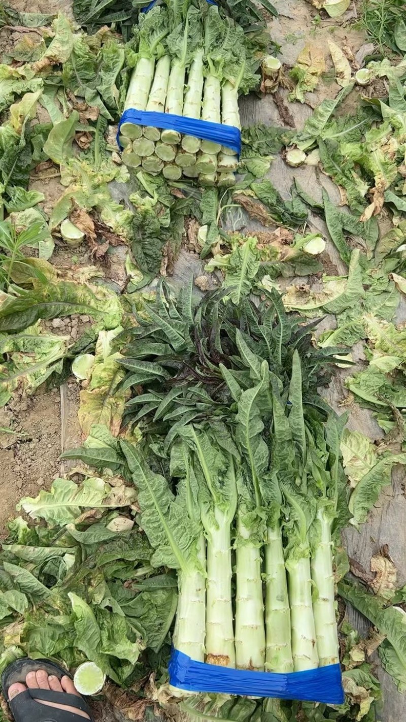 【莴苣】精品红香叶莴苣产地直销可视频看货全国发货