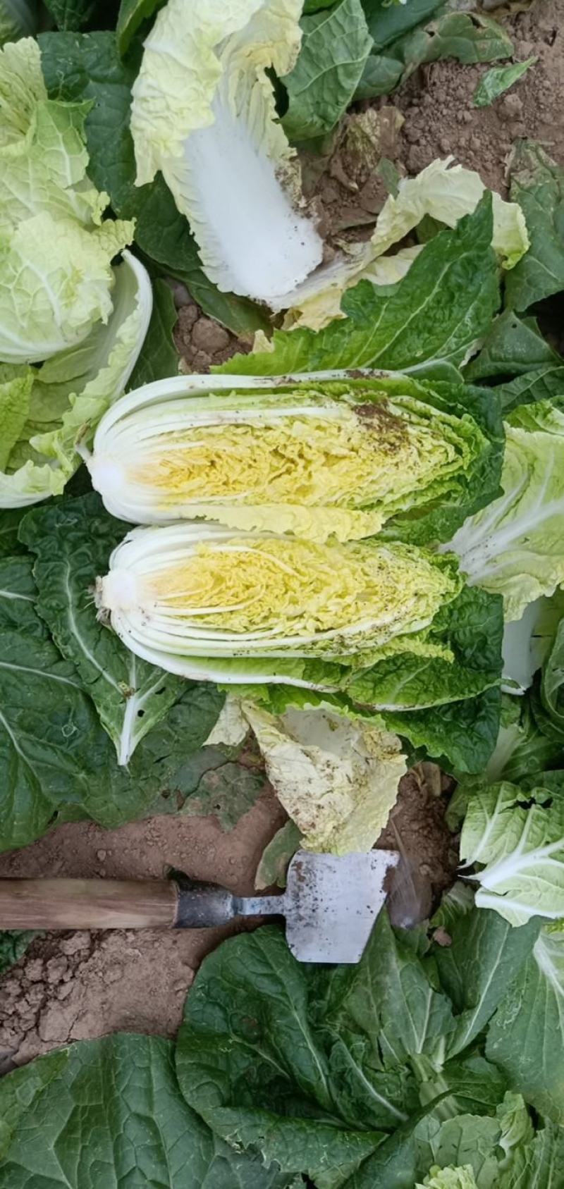 娃娃菜大量上市中，有冷库有厂地。