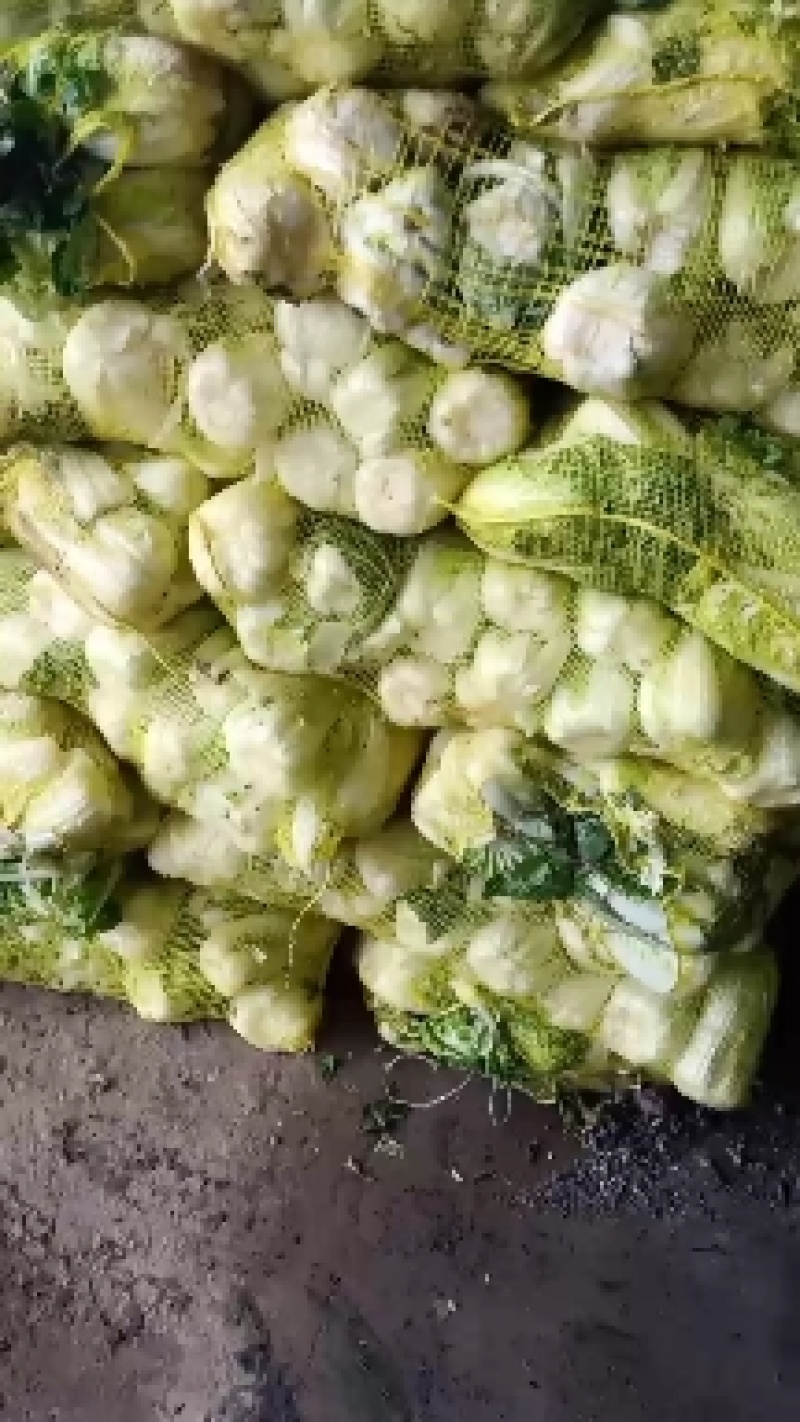 娃娃菜大量上市中，有冷库有厂地。