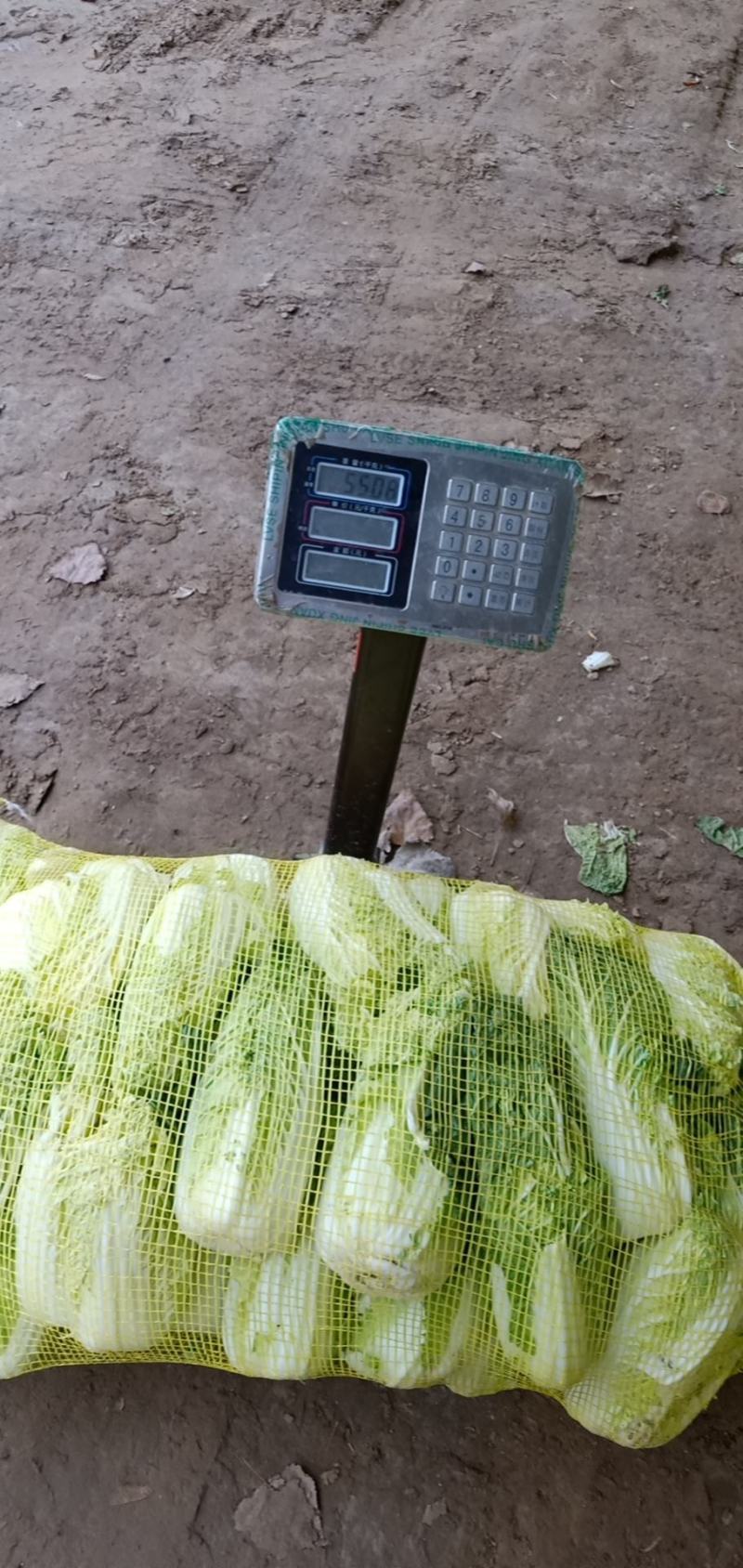 娃娃菜大量上市中，有冷库有厂地。