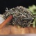 普洱茶古树茶