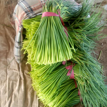 聊城大张红帽蒜苔，冷库货大量出售，来电优惠