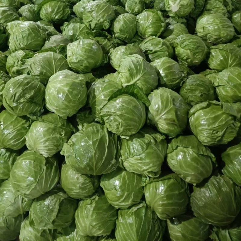 聊城市甘蓝圆包菜，卷心菜，上市中，宣的