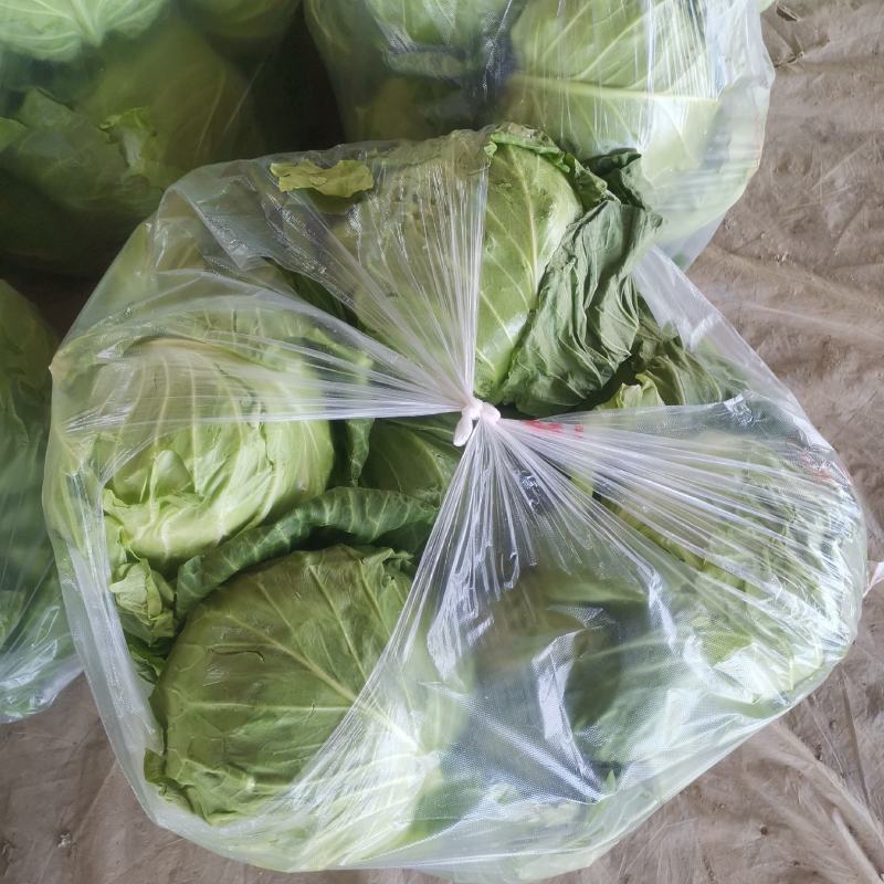 聊城市甘蓝圆包菜，卷心菜，上市中，宣的