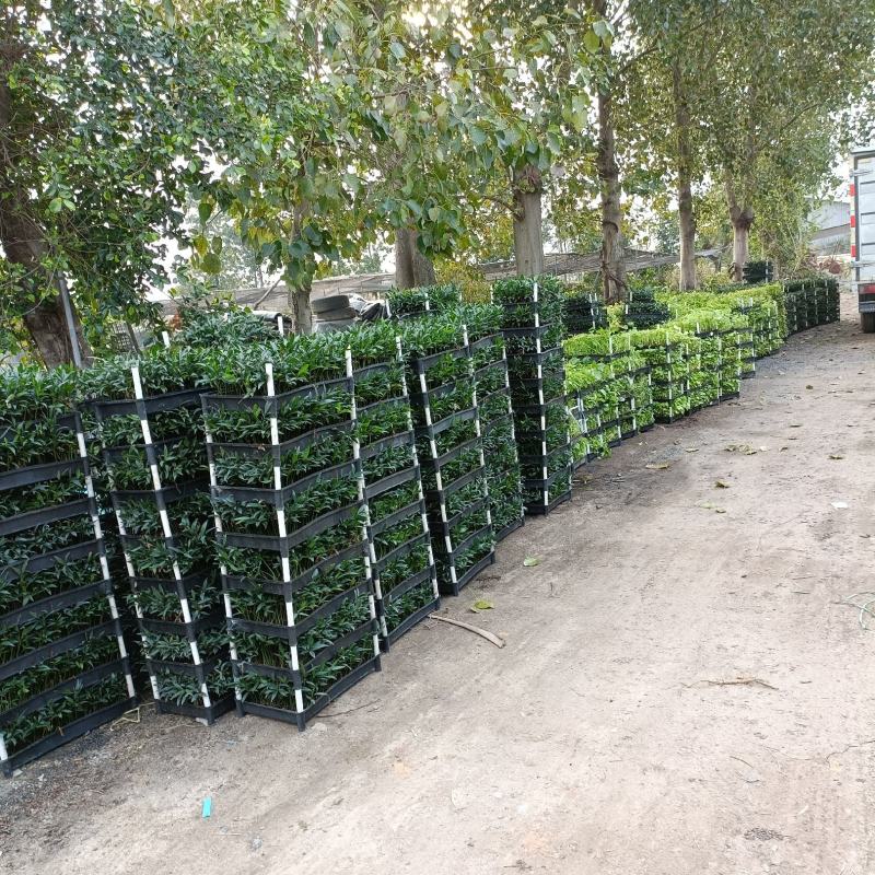 朴树种苗庭园园林绿化树防风护堤可做盆景