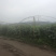 旱黄瓜，燕白黄瓜，四川本地黄瓜，大量上市，基地现摘