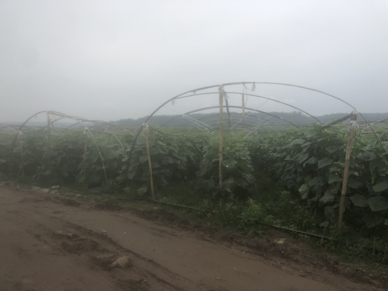 旱黄瓜，燕白黄瓜，四川本地黄瓜，大量上市，基地现摘