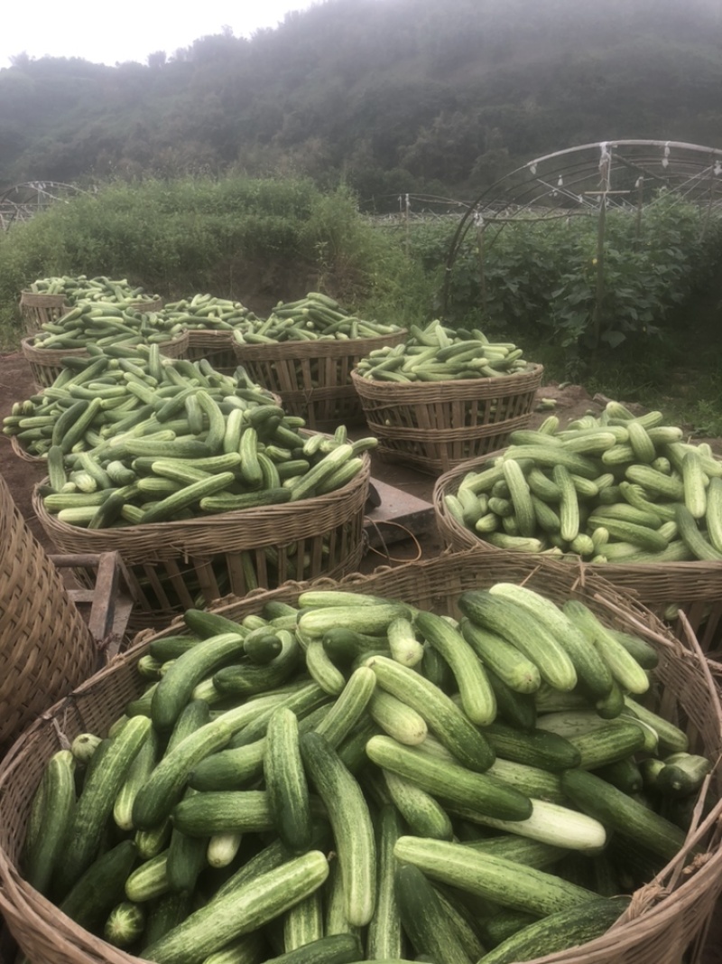 旱黄瓜，燕白黄瓜，四川本地黄瓜，大量上市，基地现摘