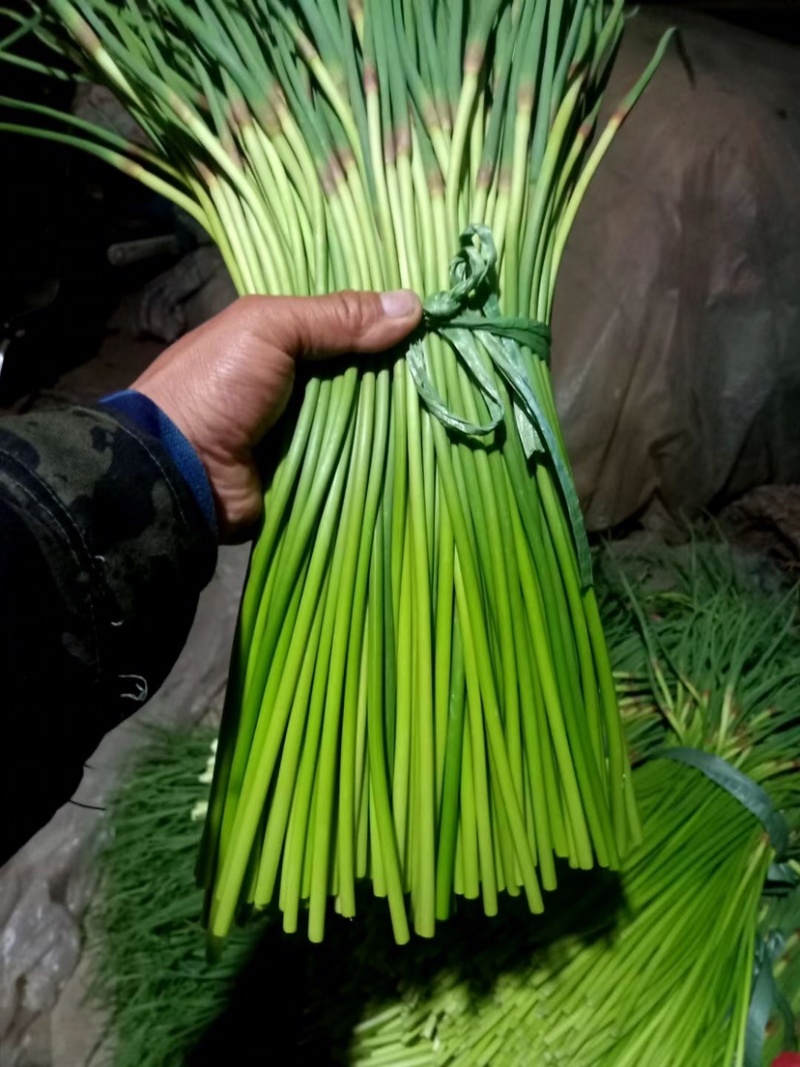 聊城大张红帽蒜苔，冷库货大量出售，来电优惠