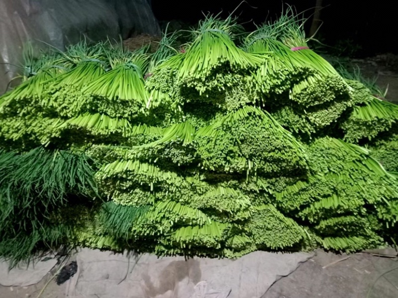 聊城大张红帽蒜苔，冷库货大量出售，来电优惠