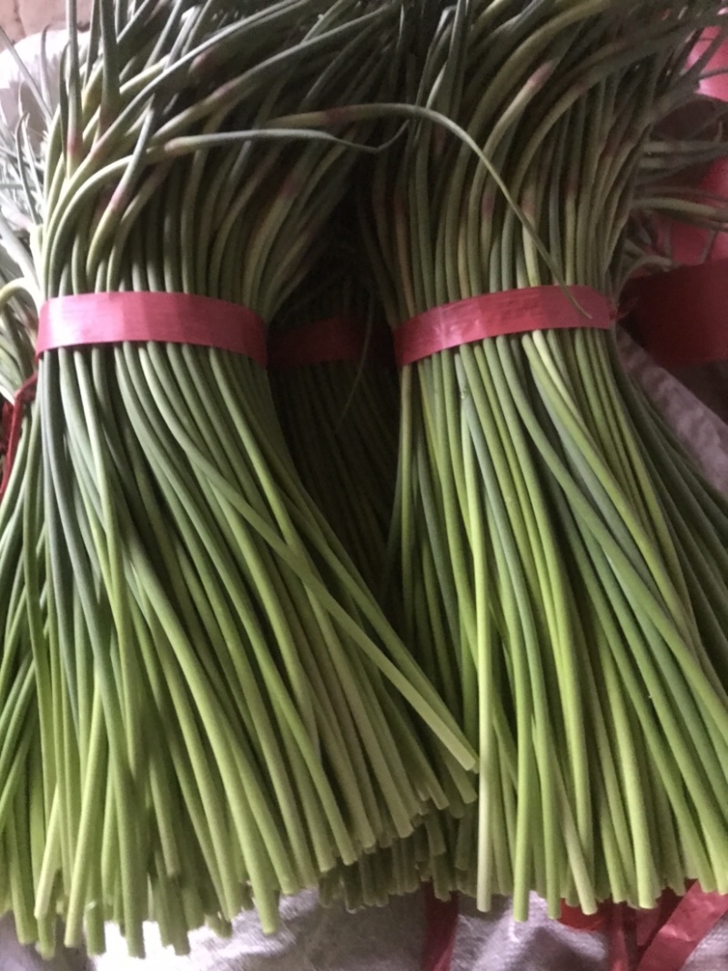 聊城大张红帽蒜苔，冷库货大量出售，来电优惠