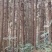 23000亩杉木林带地转让