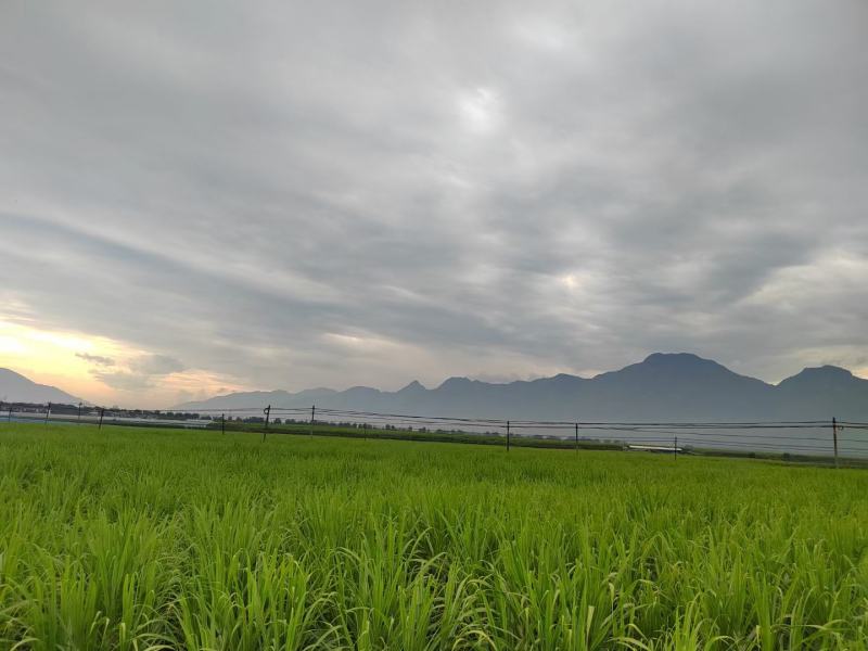 大量青储饲料、散装牧草饲料出售。量大从优。