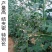 特长高产豆角种子春秋早熟农家豇豆种籽四季新品蔬菜种子大全