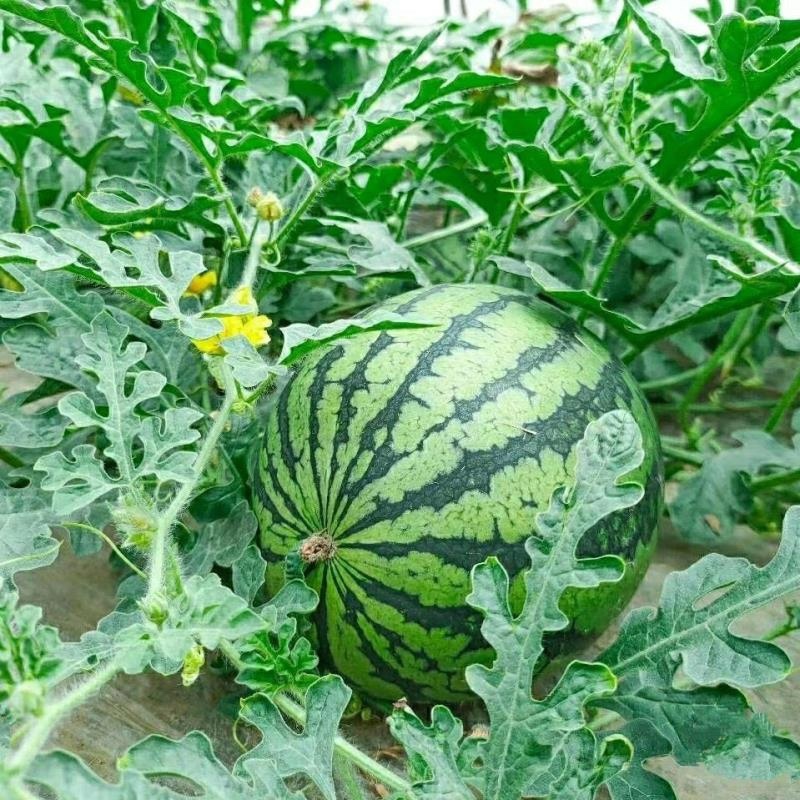 精品西瓜2K，皮薄，大红瓤，糖度高，耐运输。