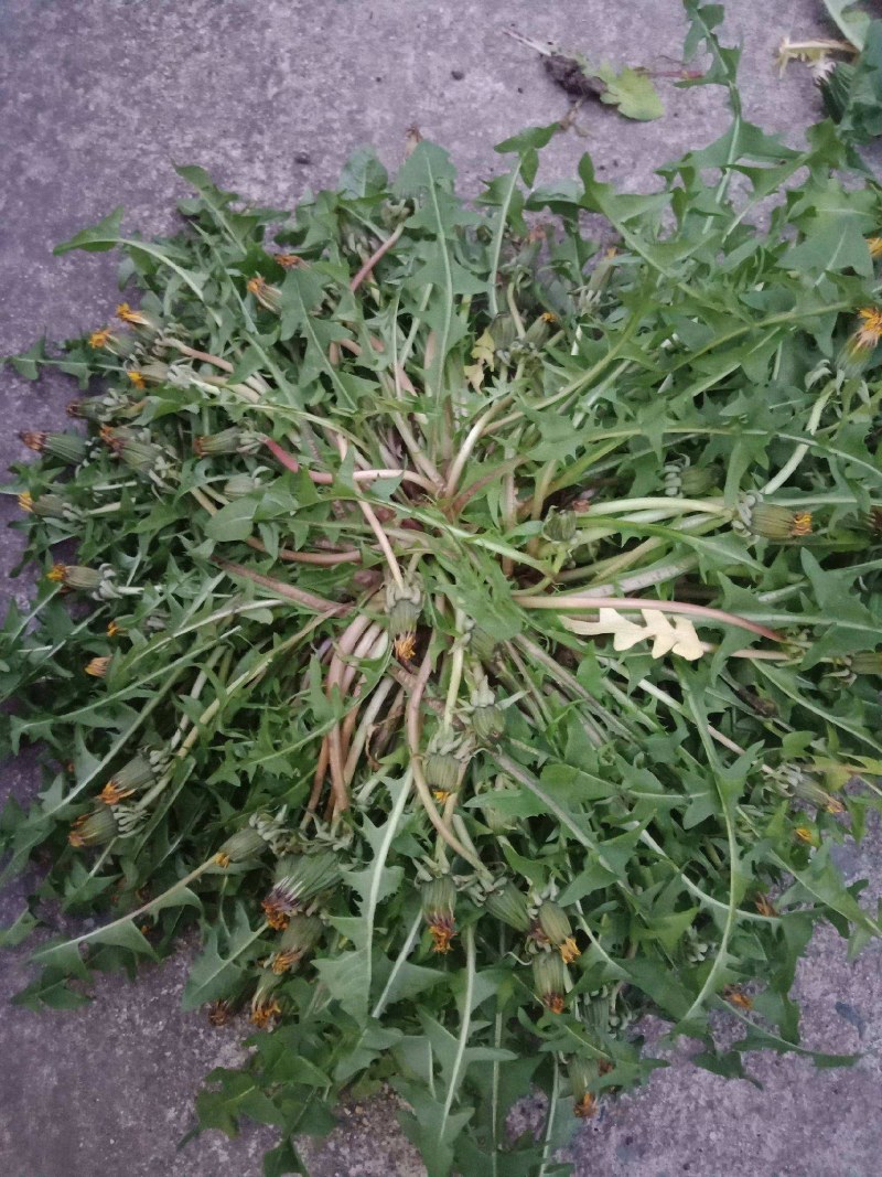 野生蒲公英，叶青，无杂，无土。高含量，欢迎各老板实地考察
