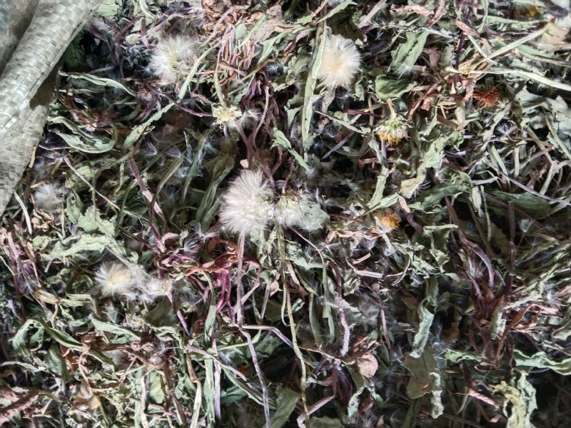 野生蒲公英，叶青，无杂，无土。高含量，欢迎各老板实地考察